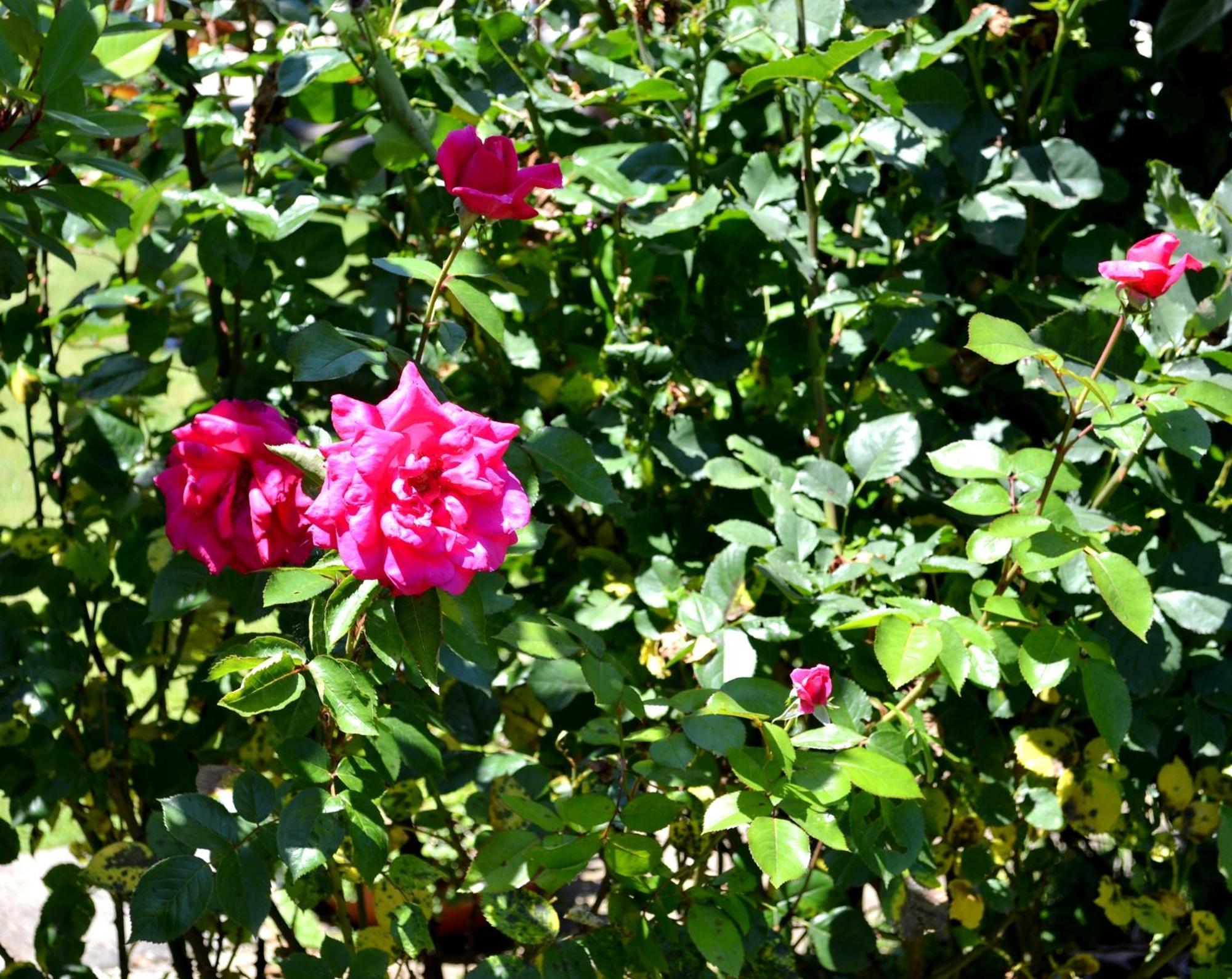 Guest House Diabora Arbanasi Chambre photo